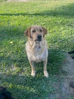 Hank, a male Labrador Retriever for sale in Georgetown, SC – Photo 4 of 8