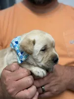 Hank, a male Labrador Retriever for sale in Georgetown, SC – Photo 3 of 8