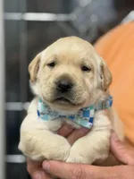 Hank, a male Labrador Retriever for sale in Georgetown, SC – Photo 5 of 8