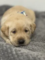 Hank, a male Labrador Retriever for sale in Georgetown, SC – Photo 7 of 8