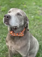 Hank, a male Labrador Retriever for sale in Georgetown, SC – Photo 8 of 8