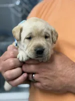 Hank, a male Labrador Retriever for sale in Georgetown, SC – Photo 2 of 8