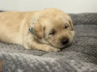 Hank, a male Labrador Retriever for sale in Georgetown, SC – Photo 6 of 8