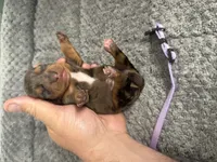 Camilla, a female Miniature Dachshund for sale in Georgetown, SC – 8 of 8