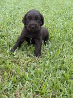 Remi lou, a female Labradoodle for sale in Georgetown, SC – 6 of 6