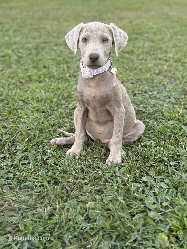 Willow – Labrador Retriever puppy for sale in Georgetown, SC