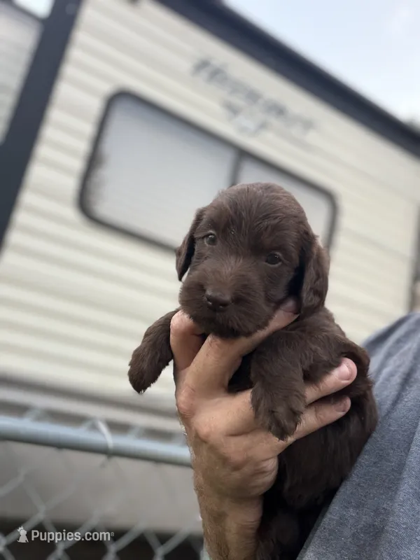 Harper – Labradoodle puppy for sale in Georgetown, SC