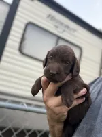 Harper, a female Labradoodle for sale in Georgetown, SC – 1 of 5