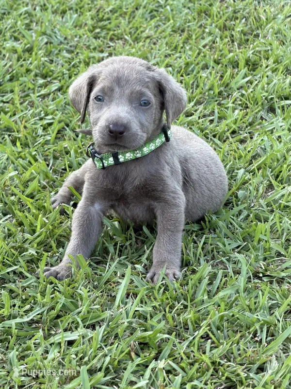 Ralphie – Labrador Retriever puppy for sale in Georgetown, SC