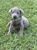 Ralphie, a male Labrador Retriever for sale in Georgetown, SC – 1 of 2