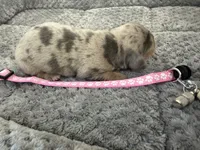 Daisy, a female Miniature Dachshund for sale in Georgetown, SC – 5 of 8