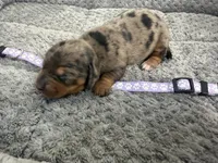 Camilla, a female Miniature Dachshund for sale in Georgetown, SC – 6 of 8