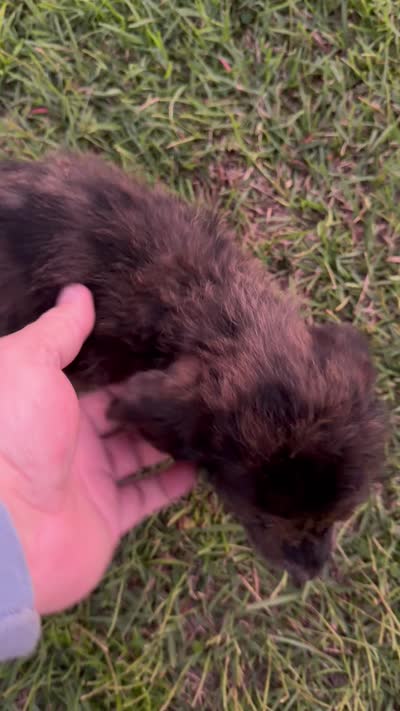 Dotty, a female Labradoodle for sale in Georgetown, SC – 3 of 3