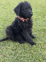 Theo, a male Labradoodle for sale in Georgetown, SC – 2 of 5