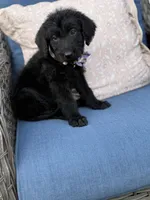 Shadow, a female Labradoodle for sale in Georgetown, SC – 5 of 5