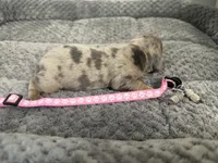 Daisy, a female Miniature Dachshund for sale in Georgetown, SC – 8 of 8