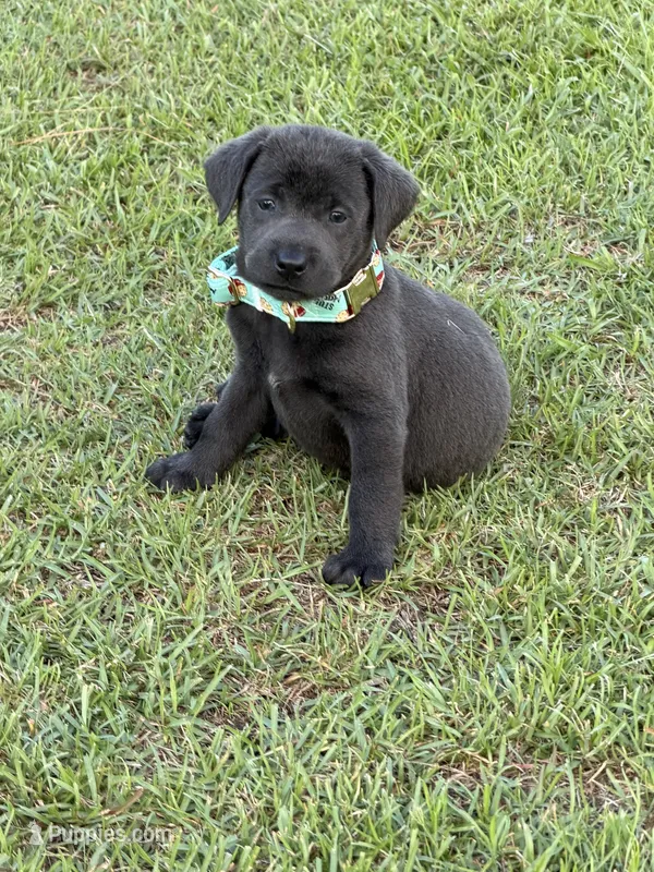 Jack – Labrador Retriever puppy for sale in Georgetown, SC