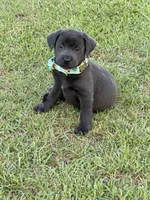 Jack, a male Labrador Retriever for sale in Georgetown, SC – 1 of 5