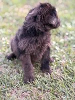 Dotty, a female Labradoodle for sale in Georgetown, SC – 2 of 3