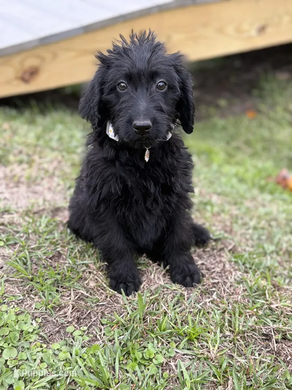 Maddie  – Labradoodle puppy for sale in Georgetown, SC