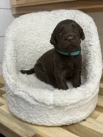 Harvey, a male Labradoodle for sale in Georgetown, SC – 5 of 5