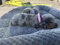 Daisy, a female Miniature Dachshund for sale in Georgetown, SC – 10 of 10