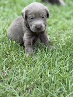 Waylon, a male Labrador Retriever for sale in Georgetown, SC – 7 of 10
