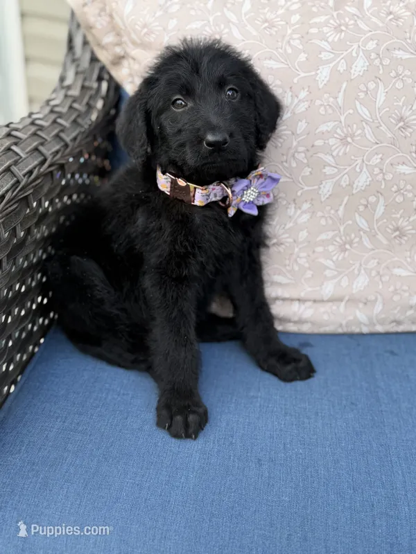 Shadow – Labradoodle puppy for sale in Georgetown, SC