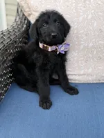 Shadow, a female Labradoodle for sale in Georgetown, SC – 1 of 5