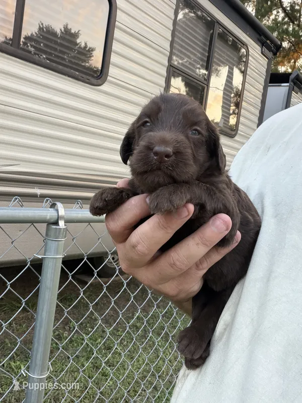 Harper – Labradoodle puppy for sale in Georgetown, SC