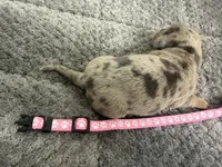 Daisy, a female Miniature Dachshund for sale in Georgetown, SC – 7 of 8