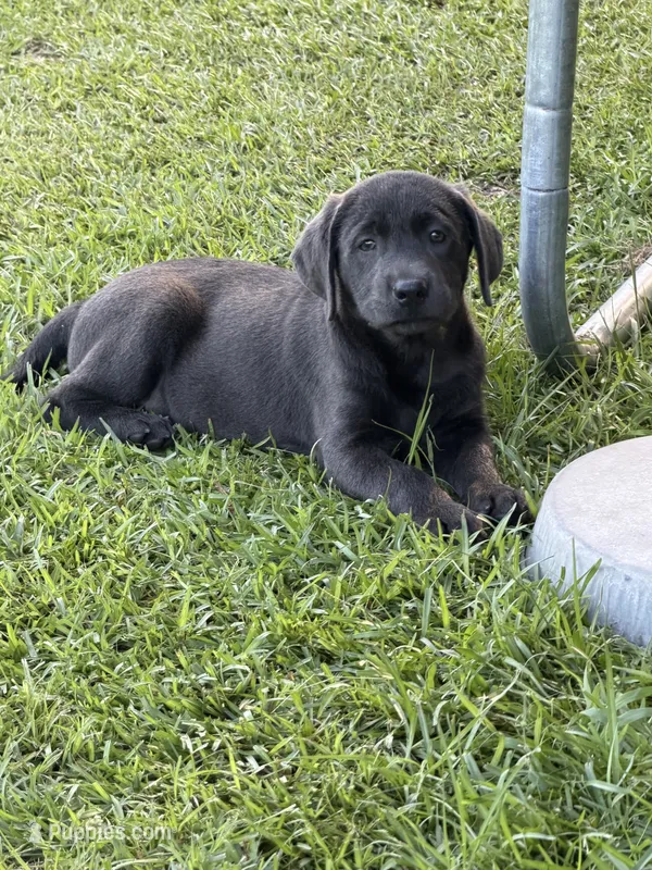 Jack – Labrador Retriever puppy for sale in Georgetown, SC