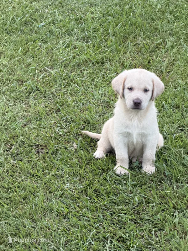 Rivers – Labrador Retriever puppy for sale in Georgetown, SC