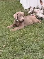 Waylon, a male Labrador Retriever for sale in Georgetown, SC – 6 of 6