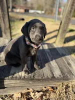 Izzy, a female Labrador Retriever for sale in Georgetown, SC – Photo 4 of 8