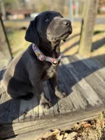 Izzy, a female Labrador Retriever for sale in Georgetown, SC – Photo 3 of 8