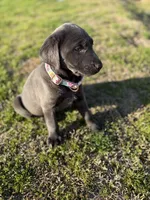 Izzy, a female Labrador Retriever for sale in Georgetown, SC – Photo 7 of 8