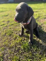 Izzy, a female Labrador Retriever for sale in Georgetown, SC – Photo 6 of 8