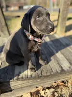 Izzy, a female Labrador Retriever for sale in Georgetown, SC – Photo 2 of 8