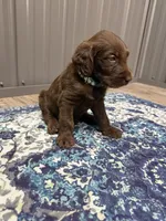 Harvey, a male Labradoodle for sale in Georgetown, SC – 4 of 5