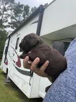 Remi lou, a female Labradoodle for sale in Georgetown, SC – 5 of 6