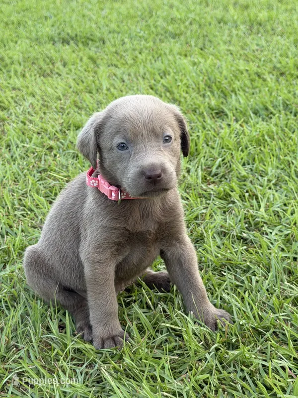 Willow – Labrador Retriever puppy for sale in Georgetown, SC
