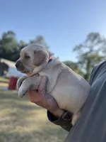 Tank, a male Labrador Retriever for sale in Georgetown, SC – Photo 2 of 7