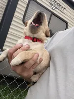 Tank, a male Labrador Retriever for sale in Georgetown, SC – Photo 4 of 7