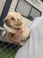 Tank, a male Labrador Retriever for sale in Georgetown, SC – Photo 3 of 7