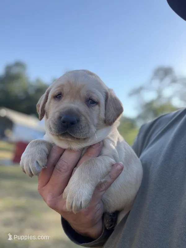 Tank – Labrador Retriever puppy for sale in Georgetown, SC