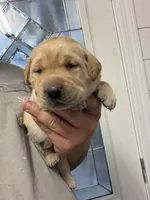 Tank, a male Labrador Retriever for sale in Georgetown, SC – Photo 5 of 7