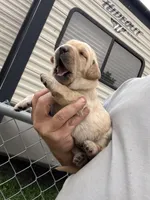 Tank, a male Labrador Retriever for sale in Georgetown, SC – Photo 6 of 7