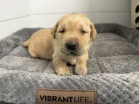 Tank, a male Labrador Retriever for sale in Georgetown, SC – Photo 7 of 7