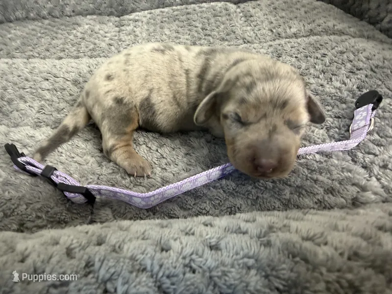 Petunia – Miniature Dachshund puppy for sale in Georgetown, SC